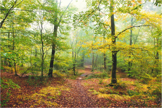 Brouillard en forêt de Floranges n°2