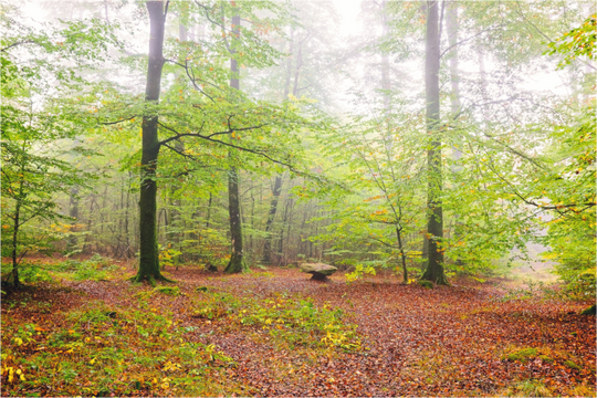 Brouillard en forêt de Floranges